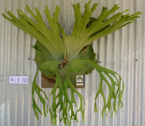 staghorn fern, Staghorns Wholesale and Retail Australia