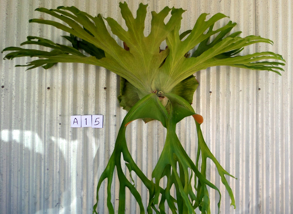staghorn fern, Staghorns Wholesale and Retail Australia