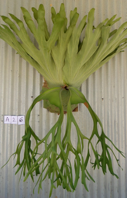 staghorn fern, Staghorns Wholesale and Retail Australia